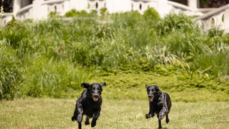 Hunde, © Kevin Zumbo