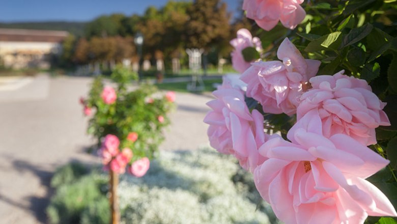 Nahaufnahme von rosa Rosen im Badener Rosarium mit unscharfem Hintergrund.