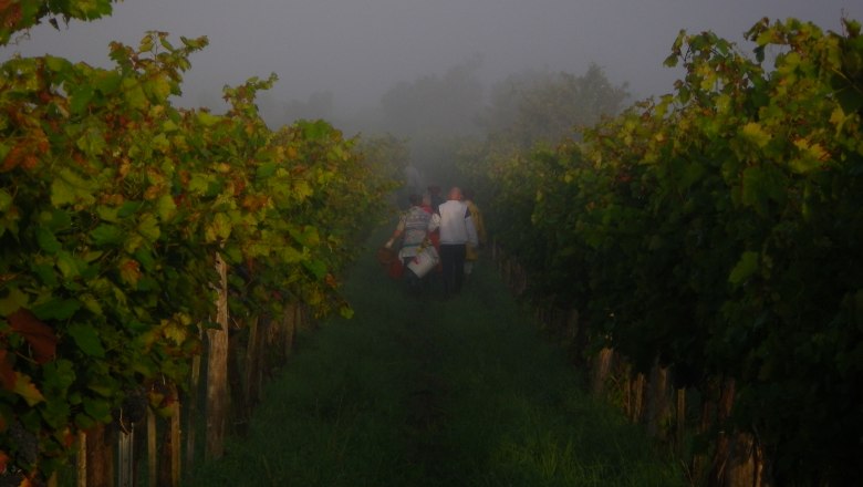 People harvesting grapes in a foggy vineyard.