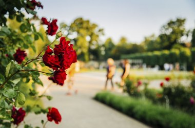 Rosarium - Baden