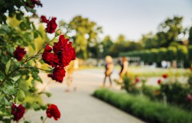 Rosarium - Baden