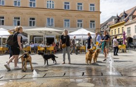 Hunde Willkommen!, © Kevin Zumbo