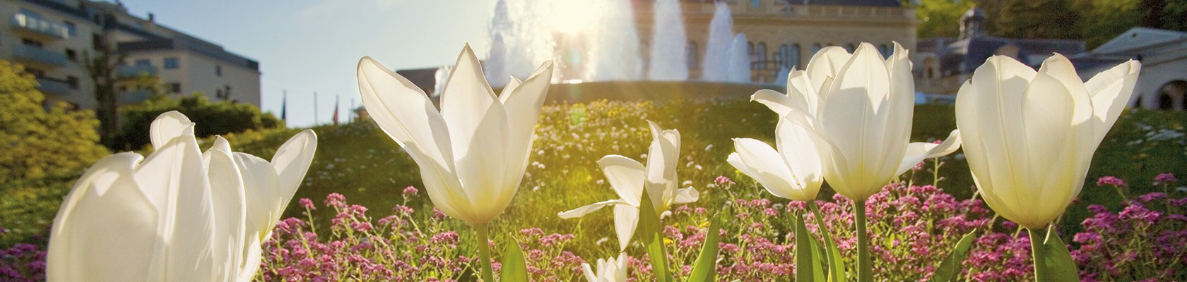 Frühling in Baden bei Wien, © Lois Lammerhuber