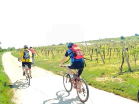 Cycling along the vineyards, &copy; Wienerwald Tourismus GmbH