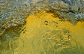 Gelbes Gold, &copy; GG Tourismus der Stadtgemeinde Baden