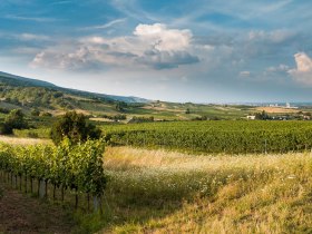 Weinlandschaft, &copy; Baden Tourismus/Michael Dittrich