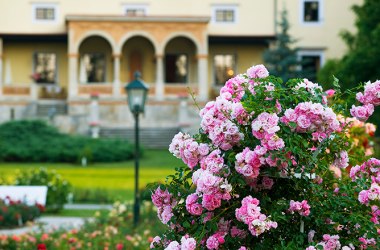 Badener Rosarium 02, © Lois Lammerhuber