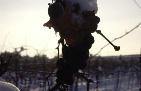 Grapes - Snow, © Ramberger